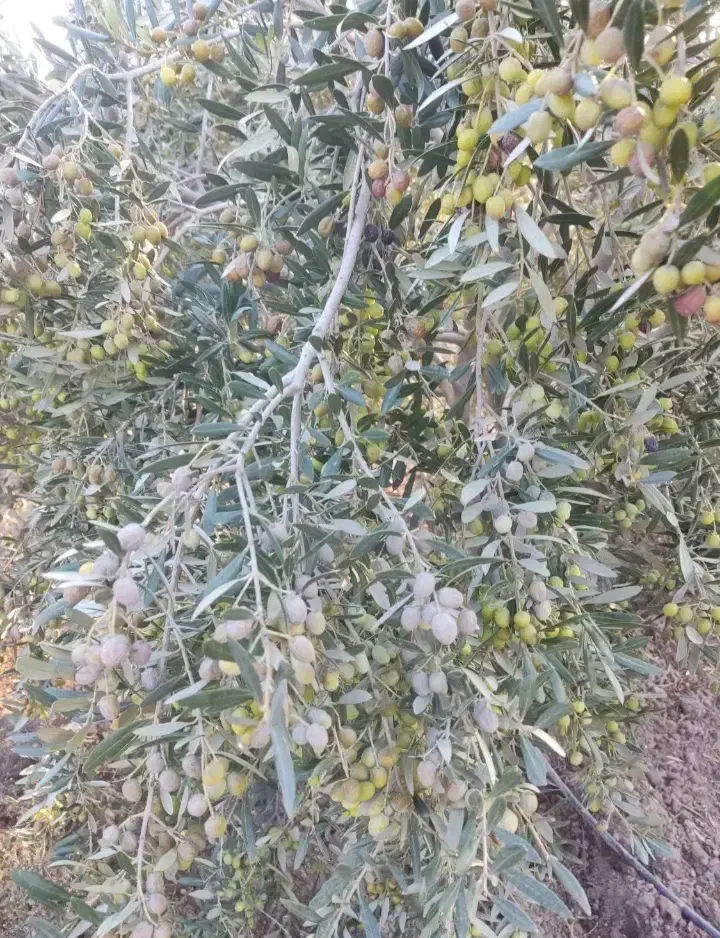 کاری|خدمات باغبانی و درختکاری|سلماس, |دیوار