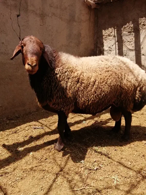 قوچ همو|حیوانات مزرعه|نیشابور, دهنو|دیوار