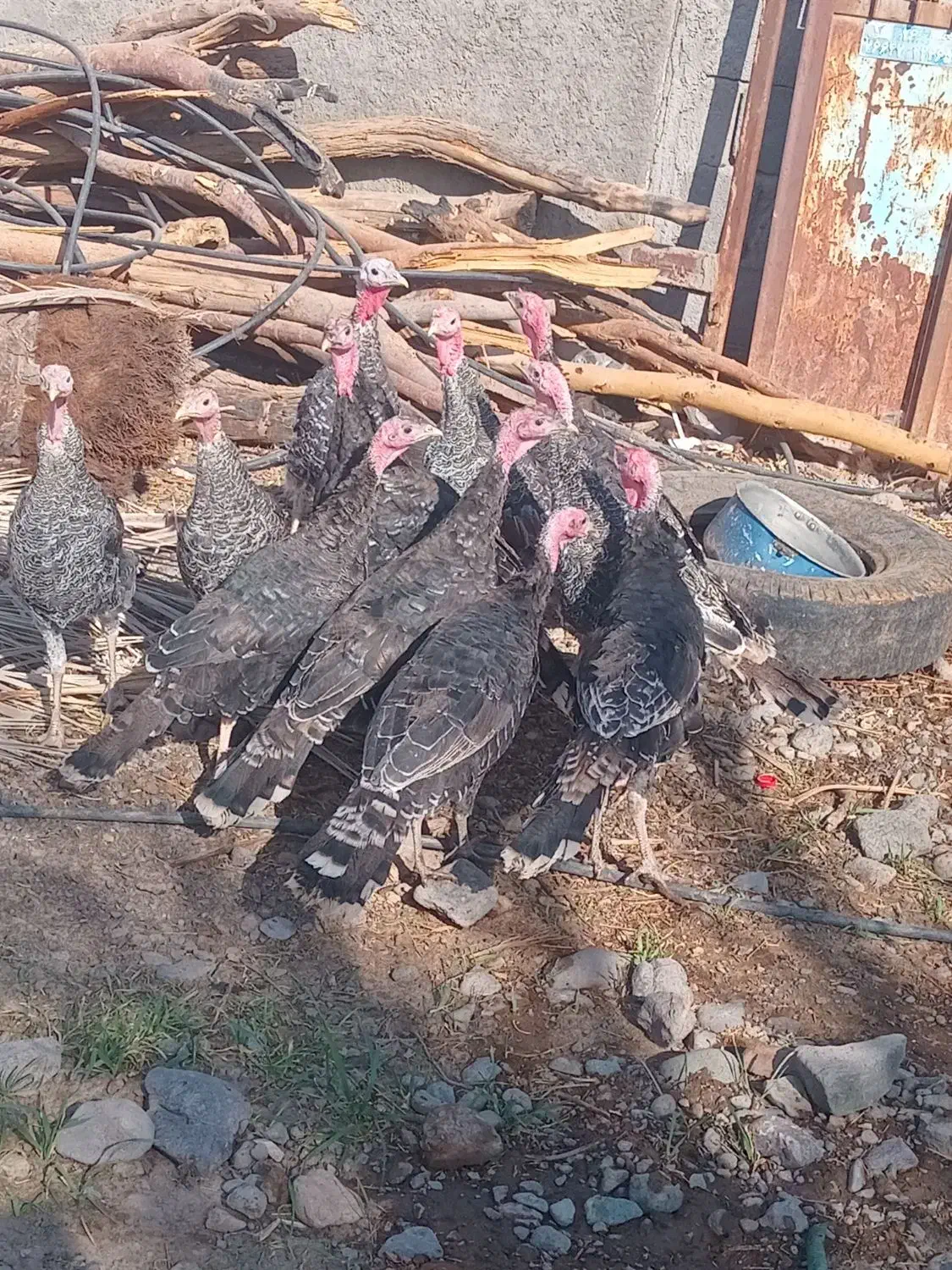 فروش بوقلمون|حیوانات مزرعه|بم, |دیوار