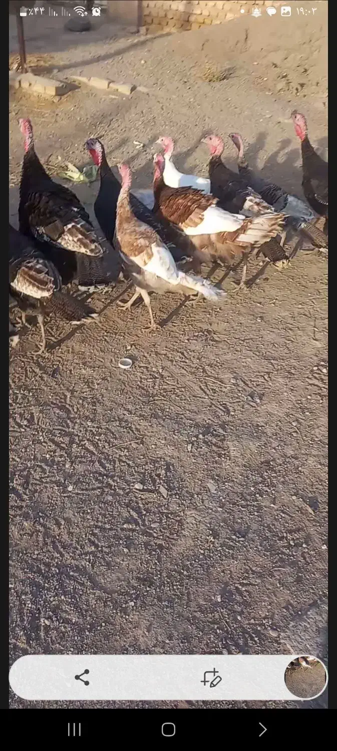 بقلمو جوان|حیوانات مزرعه|دشتابی, |دیوار