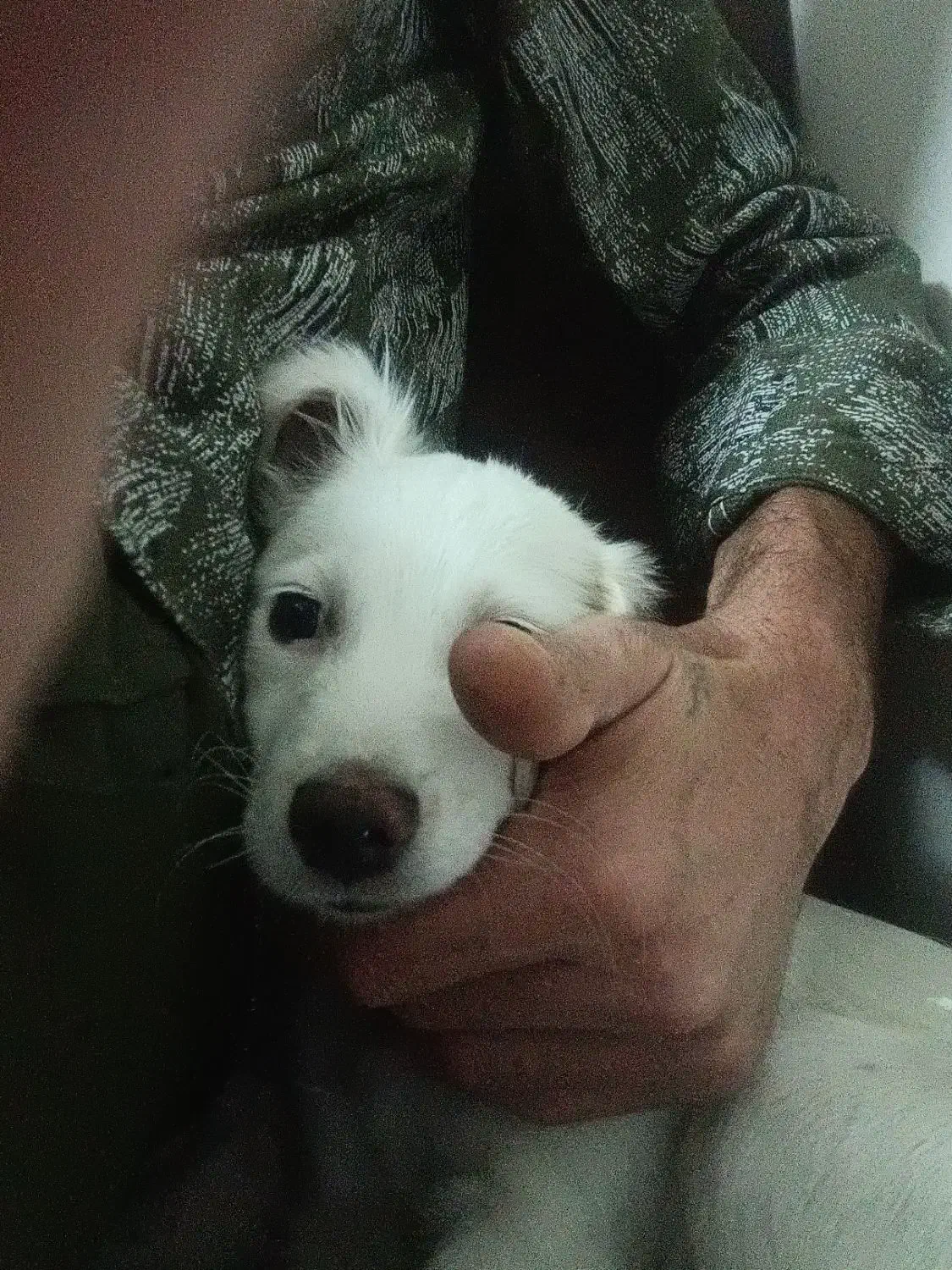 اشپتیز|سگ|اصفهان, عمان سامانی|دیوار