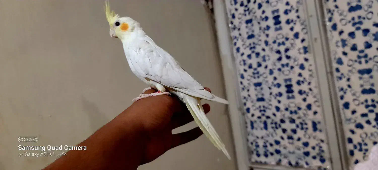 عروس هلندی|پرنده|کارون, |دیوار