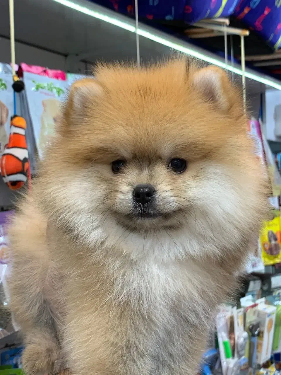 پامرانیان خرسی عروسکی|سگ|رشت, لاکانی|دیوار