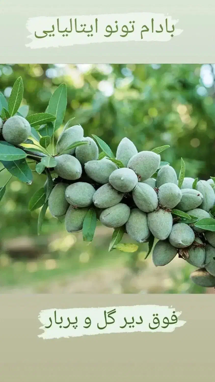 فروش انواع نهال های مثمر و غیر مثمر|خدمات باغبانی و درختکاری|رشت, منظریه|دیوار