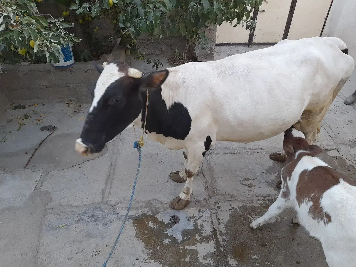 دو راس گاو|حیوانات مزرعه|دیواندره, |دیوار