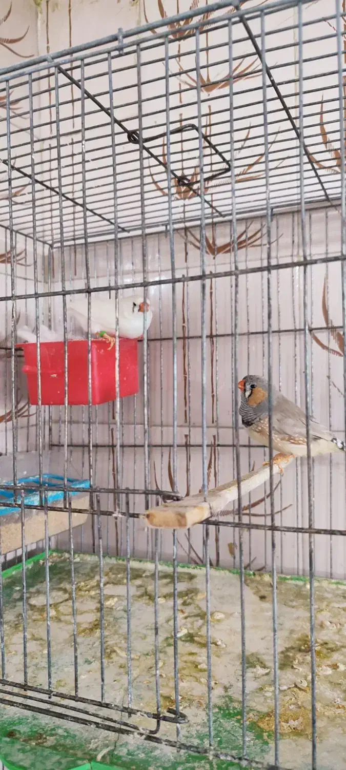 جفت فنج سوپر کینگ|پرنده|مرودشت, ابوذر شمالی‎|دیوار