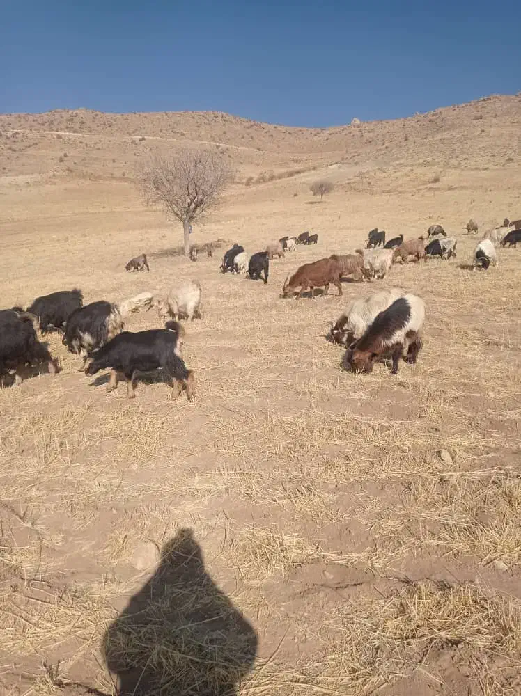 بز ماده آبستن ترکی ۳۰ راس|حیوانات مزرعه|سده (فارس), |دیوار