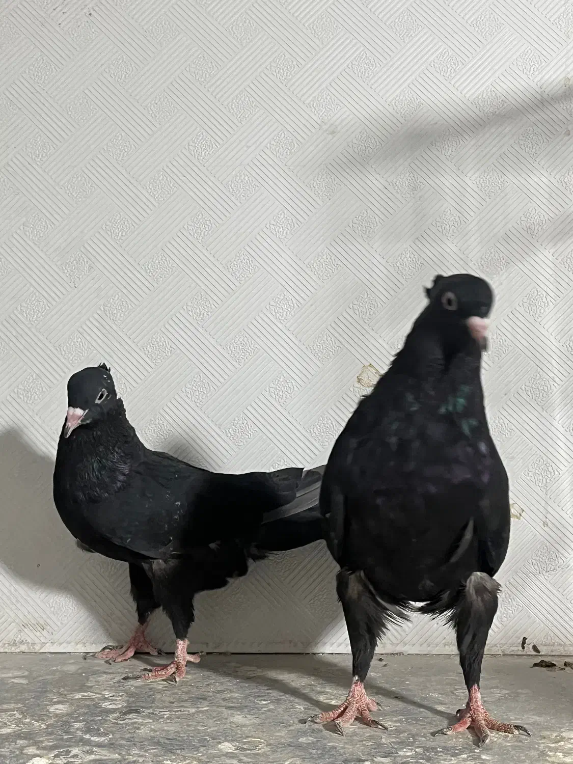 سینه ای|پرنده|اهواز, پادادشهر|دیوار