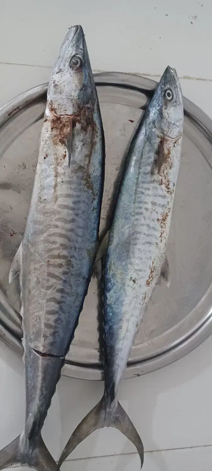 ماهی شیر|ماهی|بندر کنگان, |دیوار