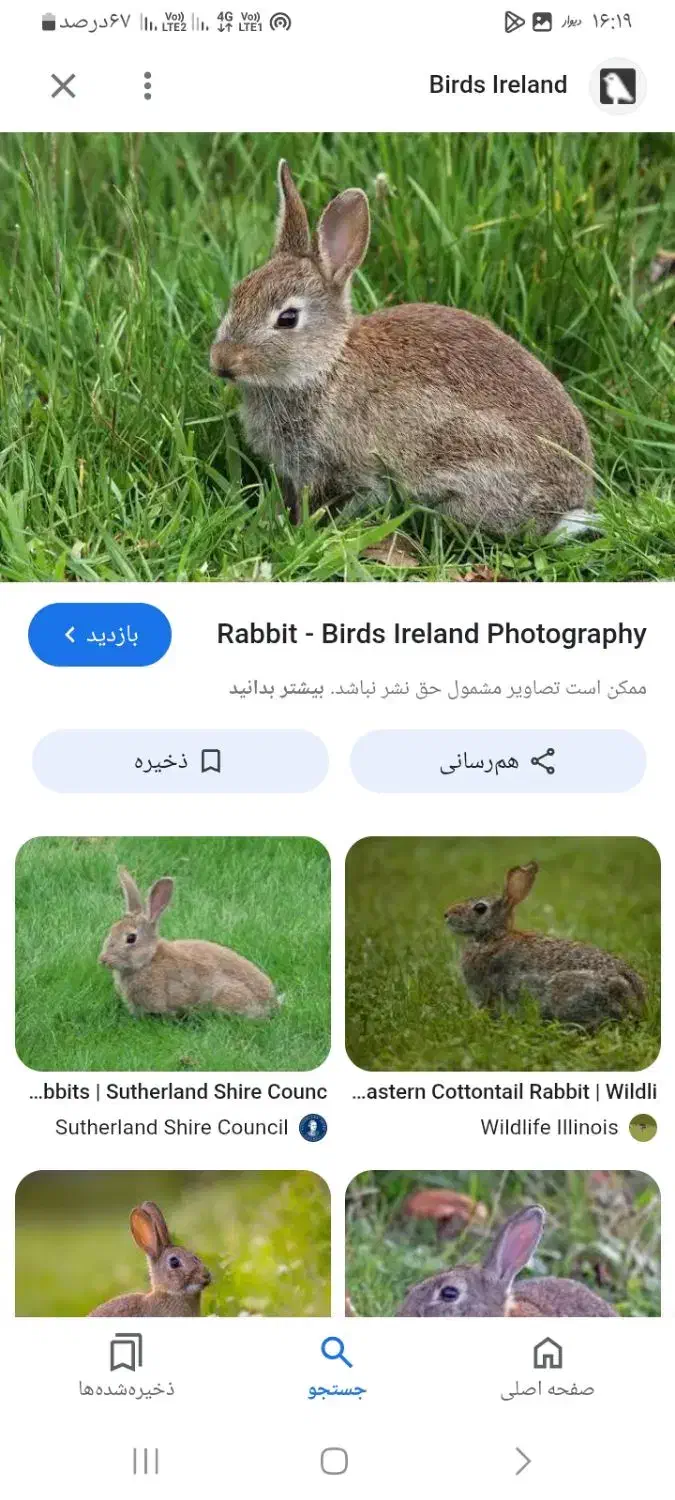 خرگوش|موش و خرگوش|بیرجند, |دیوار