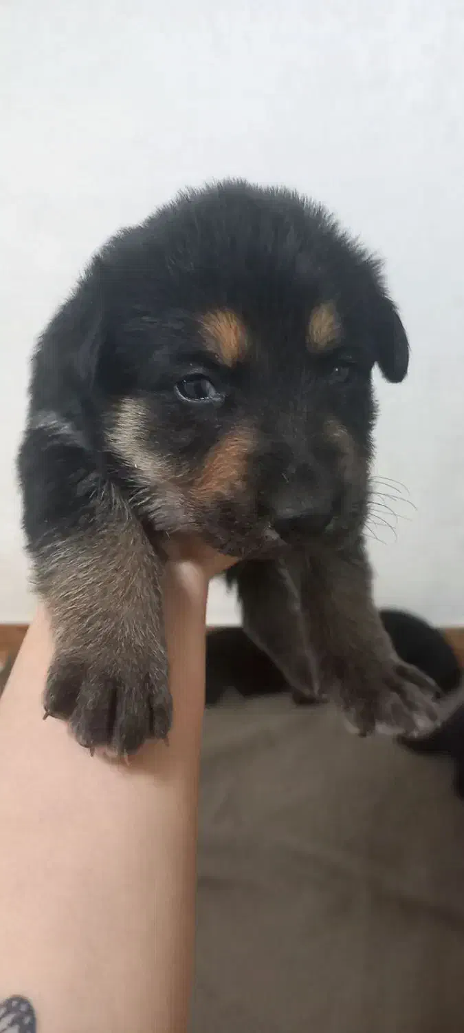 توله ژرمن|سگ|رشت, کوی قدس|دیوار