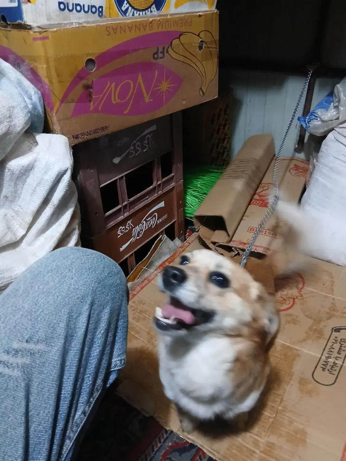 سگ پاکوتا.   کشف توس ۳۳|سگ|مشهد, حضرت حجت|دیوار