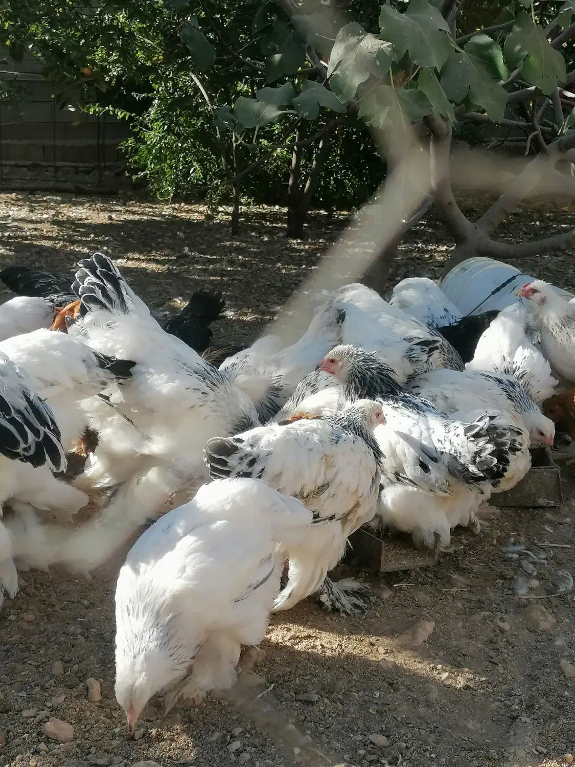 برهما لایت|حیوانات مزرعه|همایجان, |دیوار