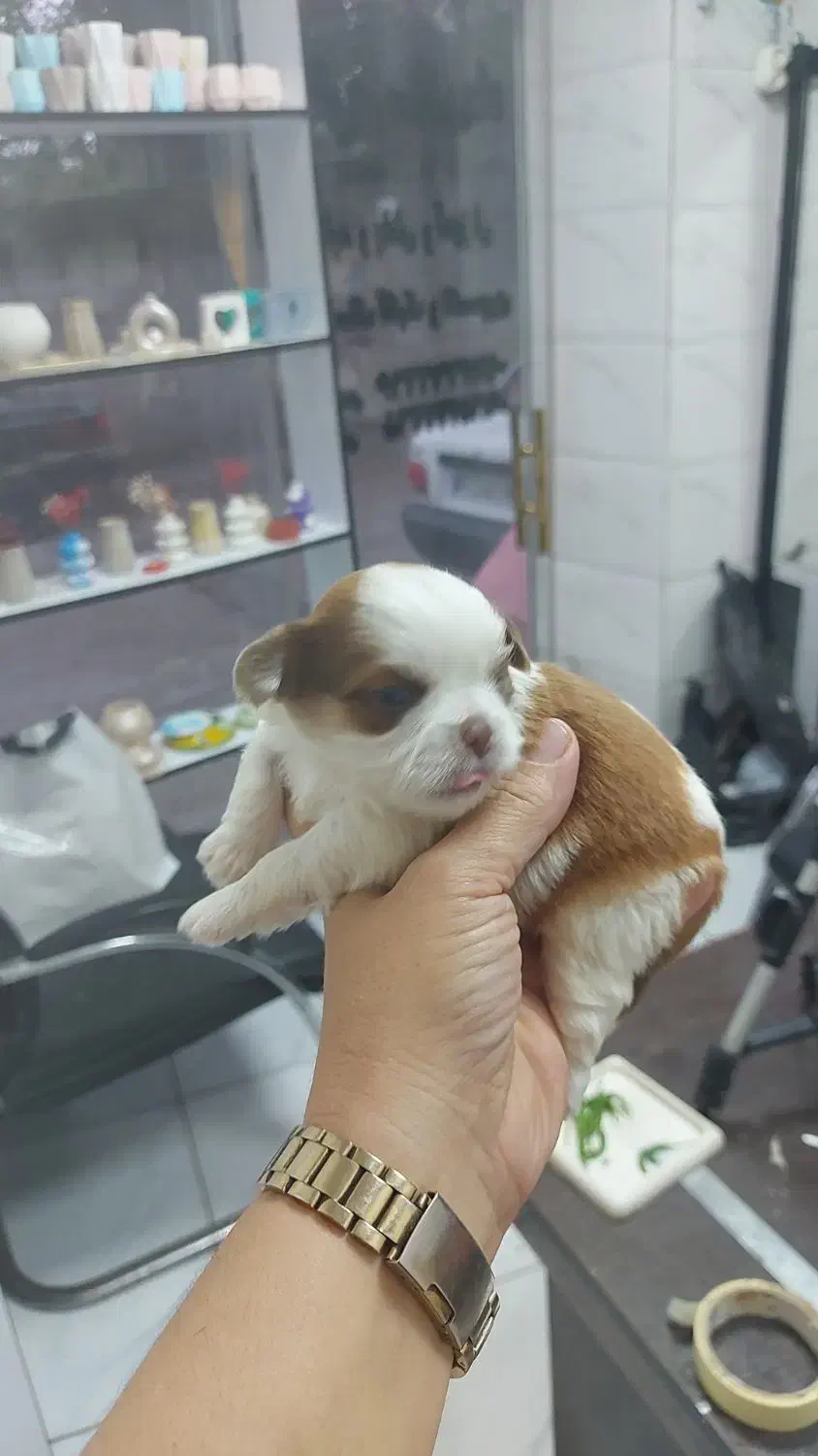 واگذاری شیتزو|سگ|کوچصفهان, |دیوار