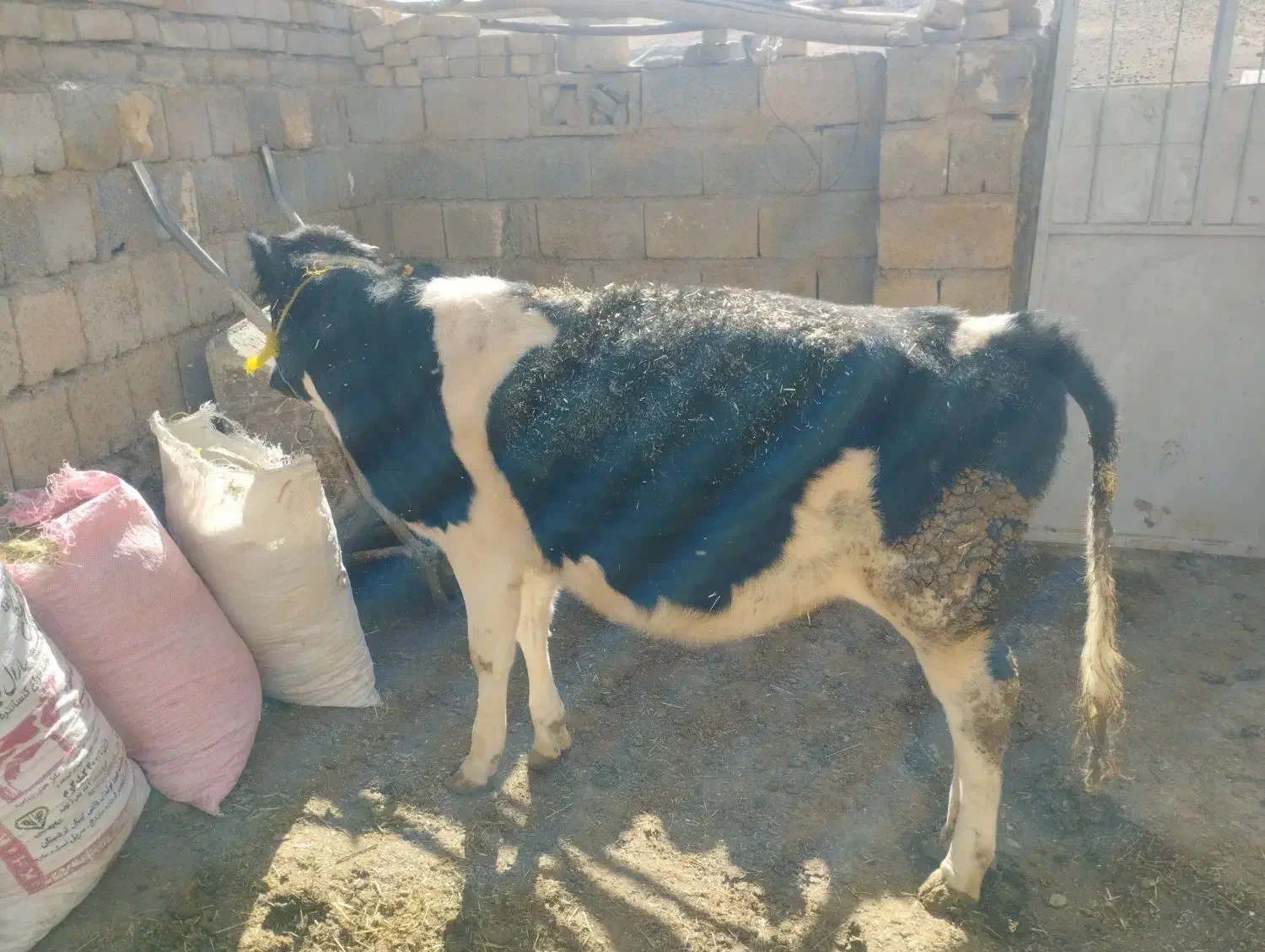 گوساله هلشتایین ماده|حیوانات مزرعه|سنندج, |دیوار