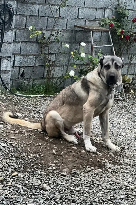 سرابی نر ۱۳ ماهه ۲۴ عیار اصیل خالص|سگ|آمل, |دیوار