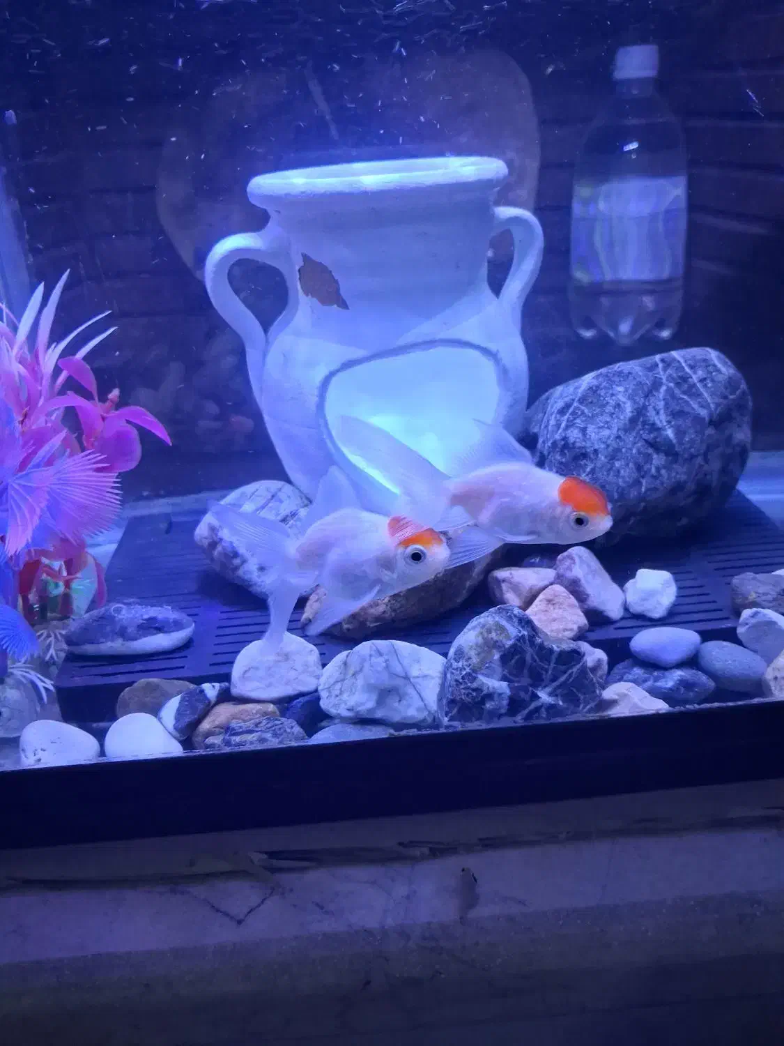 آکواریوم شرکتی|ماهی|قزوین, |دیوار