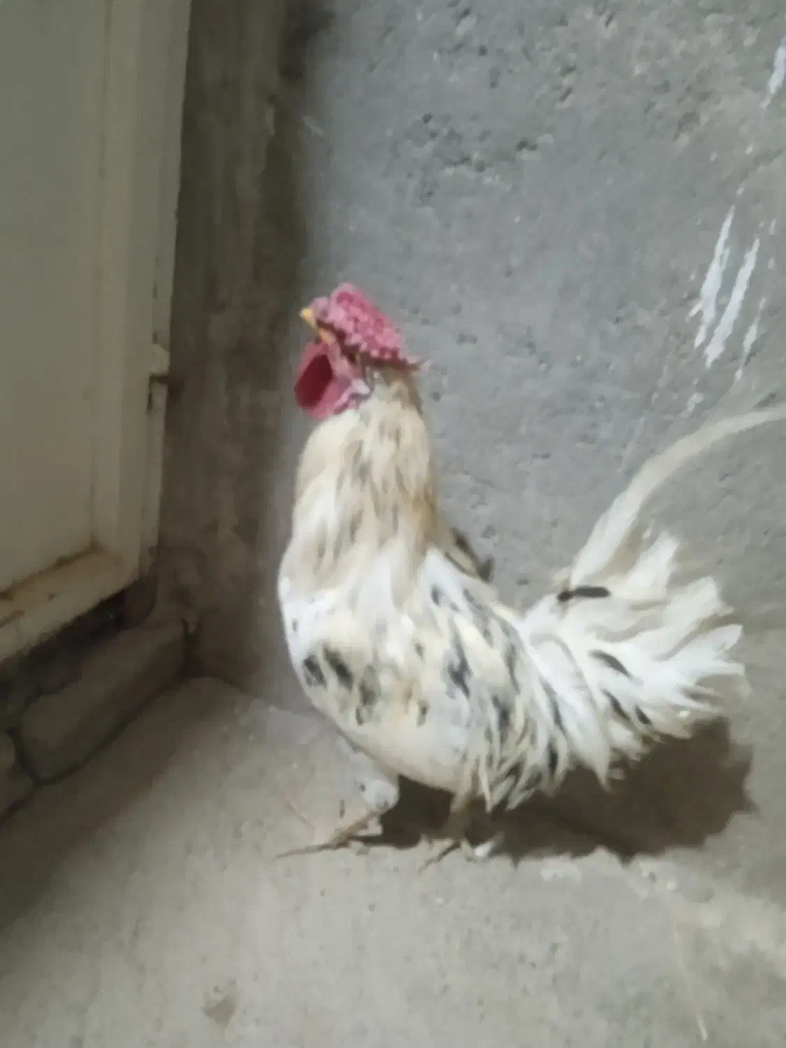 خروس گلین|حیوانات مزرعه|چهاردولی, |دیوار