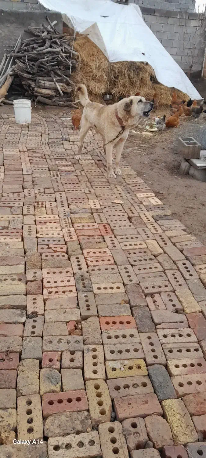 سگ سرابی|سگ|یامچی, |دیوار