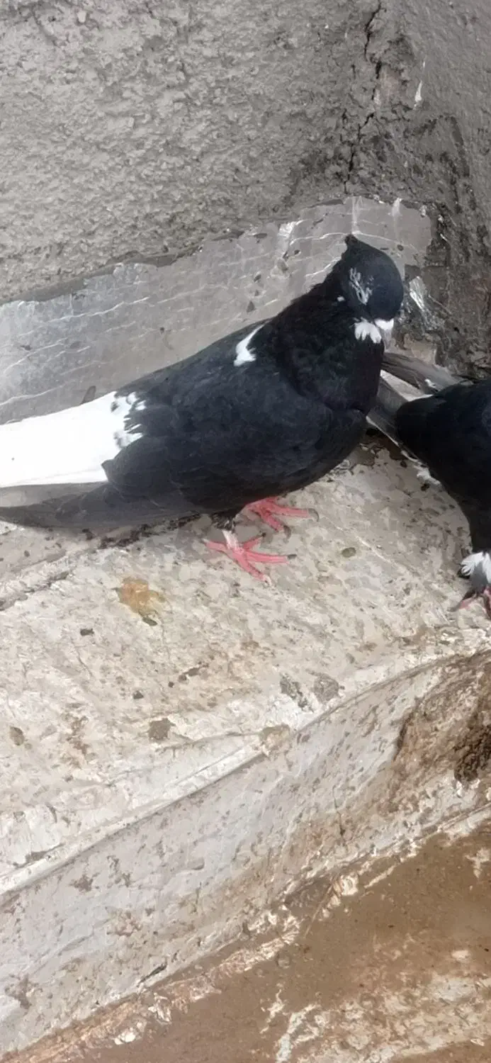 دو تا کلاغ سفید نرپرشی دونه ۵۰۰|حیوانات|سبزوار, قصبه غربی|دیوار