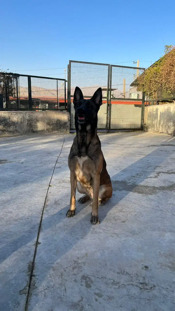 سگ مالینویز|سگ|بومهن, |دیوار