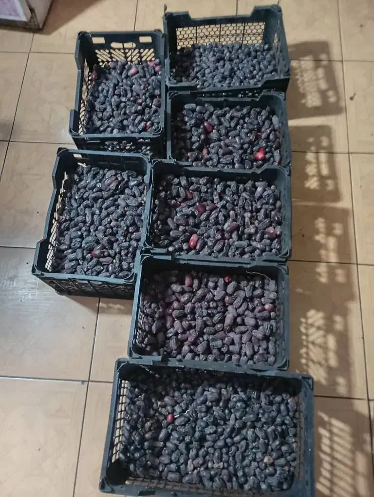 خرمافله قیمت بازار|عمده‌فروشی|بم پشت, |دیوار