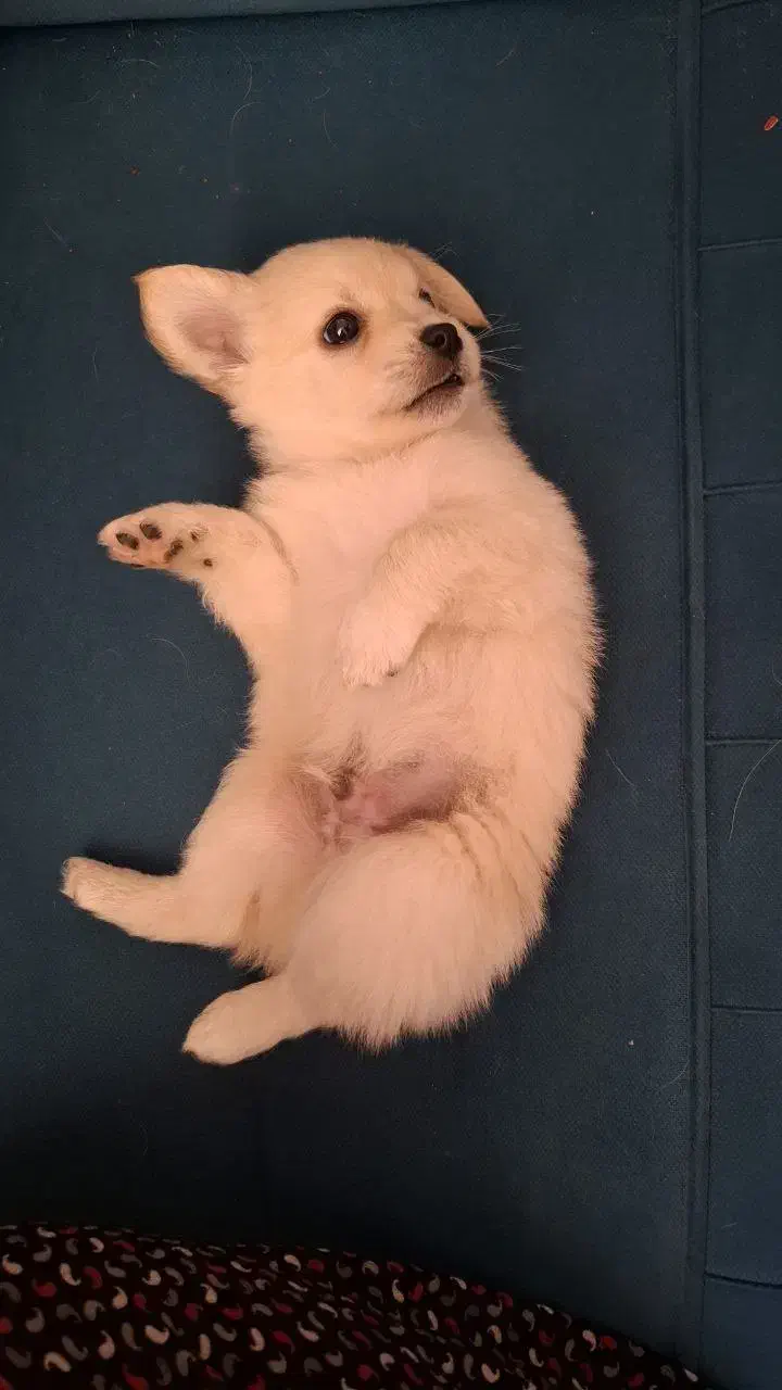 توله سگ|سگ|شیراز, شهرک قمشه|دیوار