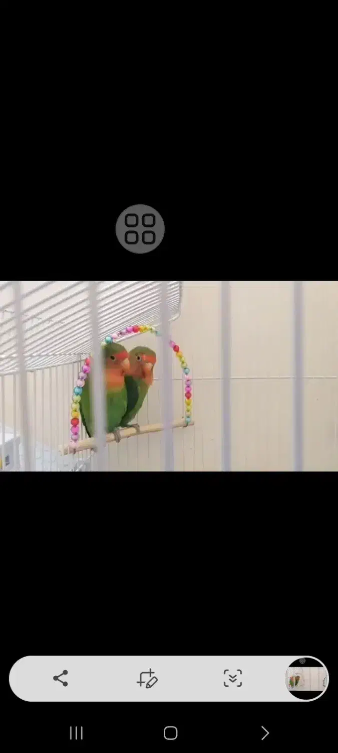 طوطی برزیلی|پرنده|تهران, ایرانشهر|دیوار