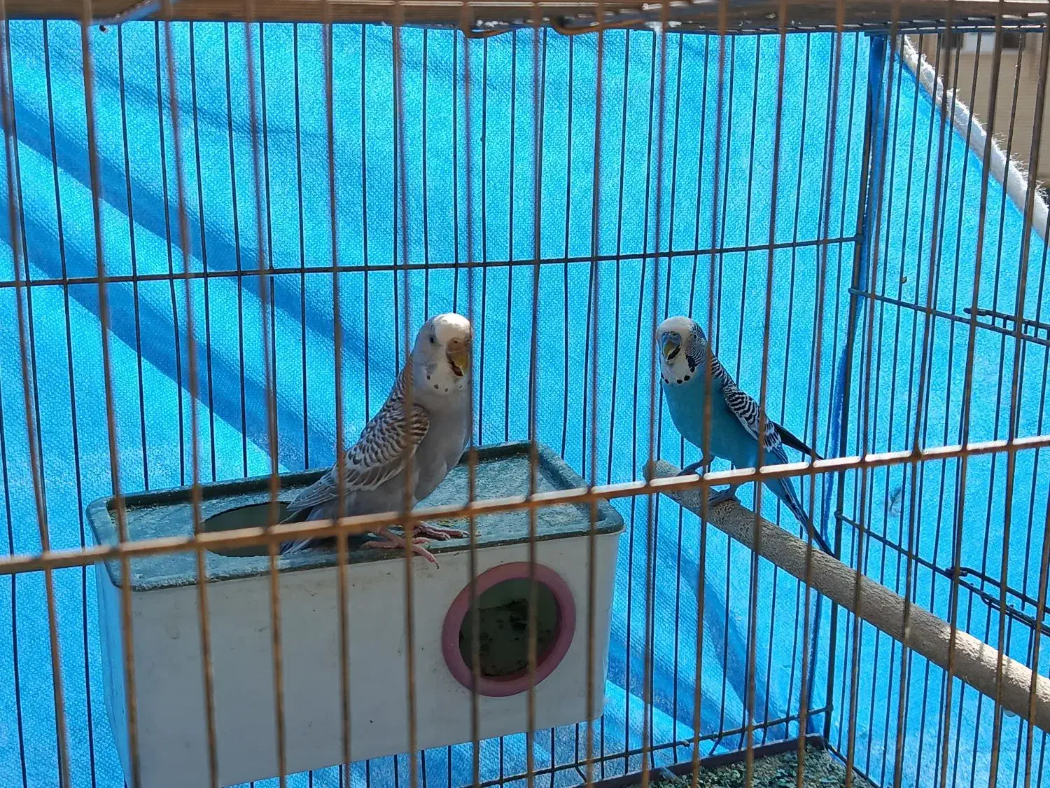 یک جفت مرغ عشق با ۴ عدد تخم|پرنده|شاهین‌شهر, شهرک گلدیس|دیوار