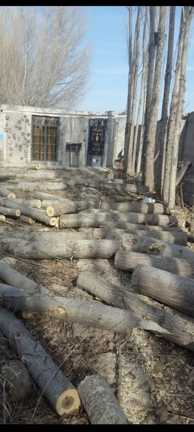 خرید چوب به قیمت روز|خدمات باغبانی و درختکاری|زنجان, |دیوار