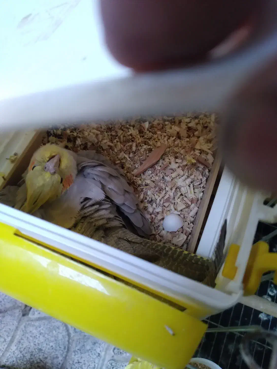 عروس هلندی|پرنده|قرچک, قشلاق جیتو|دیوار