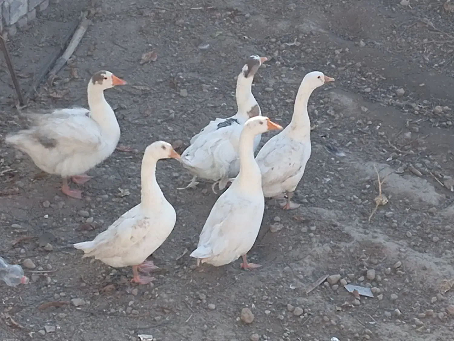 غاز|حیوانات مزرعه|مشگین شهر, |دیوار