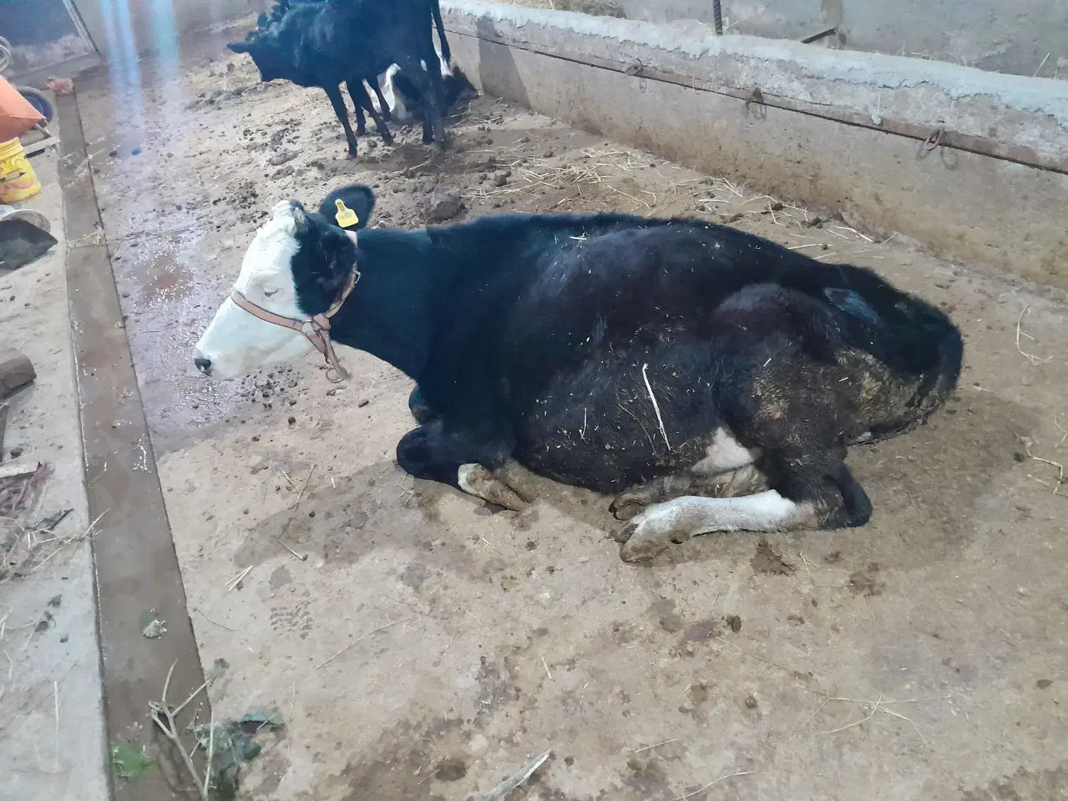 لیشه سوپر شیر صنعتی|حیوانات مزرعه|رودبار, |دیوار