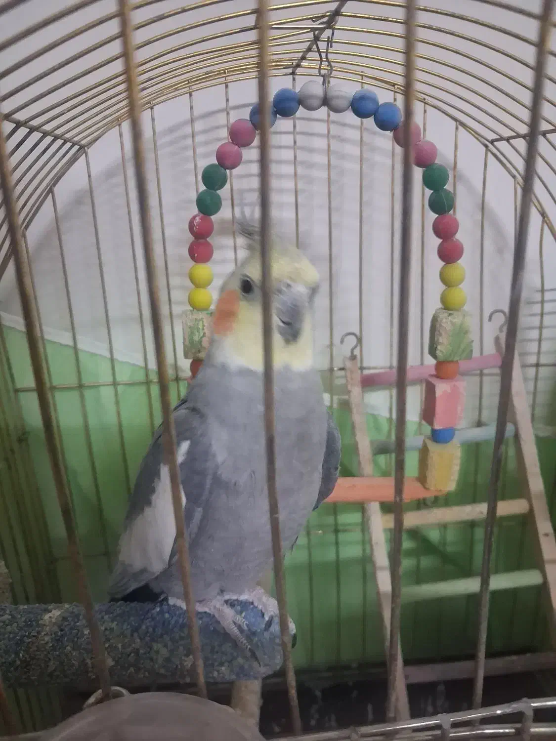 عروس هلندی نر|پرنده|مشهد, هفده شهریور|دیوار