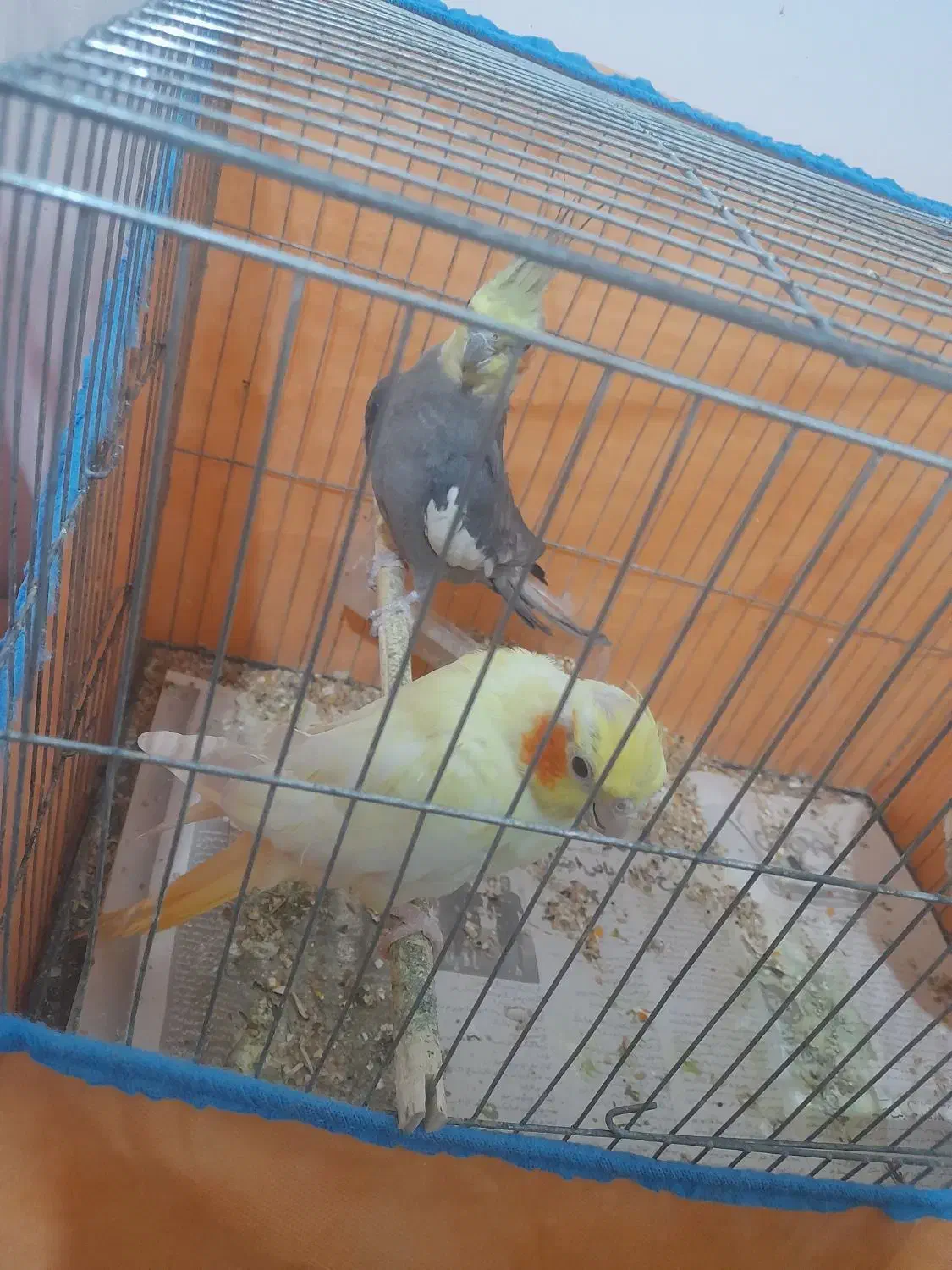 عروس هلندی بالغ اماده جفت گیری کرده|پرنده|رشت, حمیدیان|دیوار