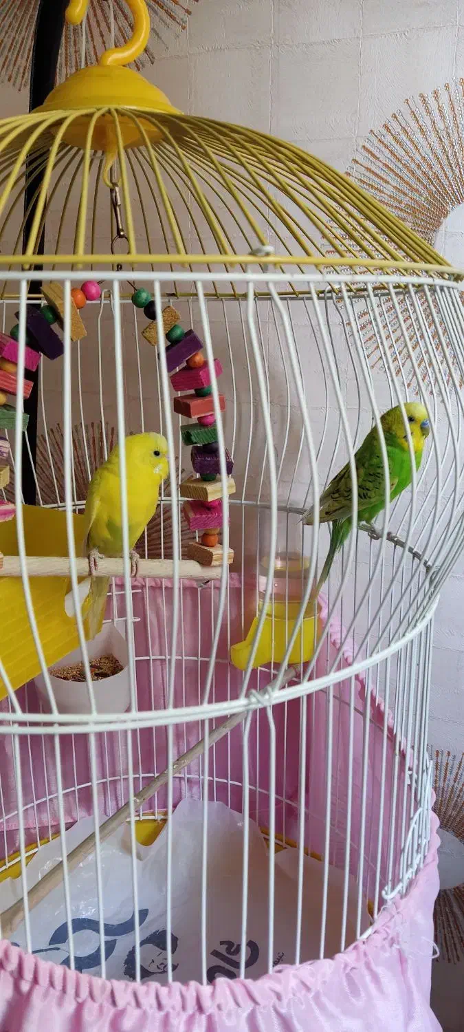 مرغ عشق|پرنده|ری, دولت‌آباد|دیوار