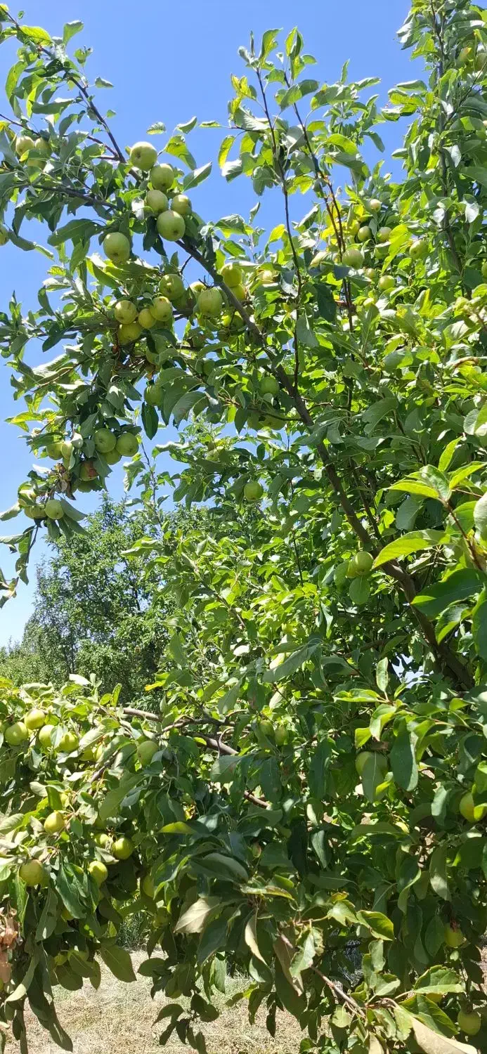 زمین زراعی باغ|فروش خانه و ویلا|پلدشت, |دیوار