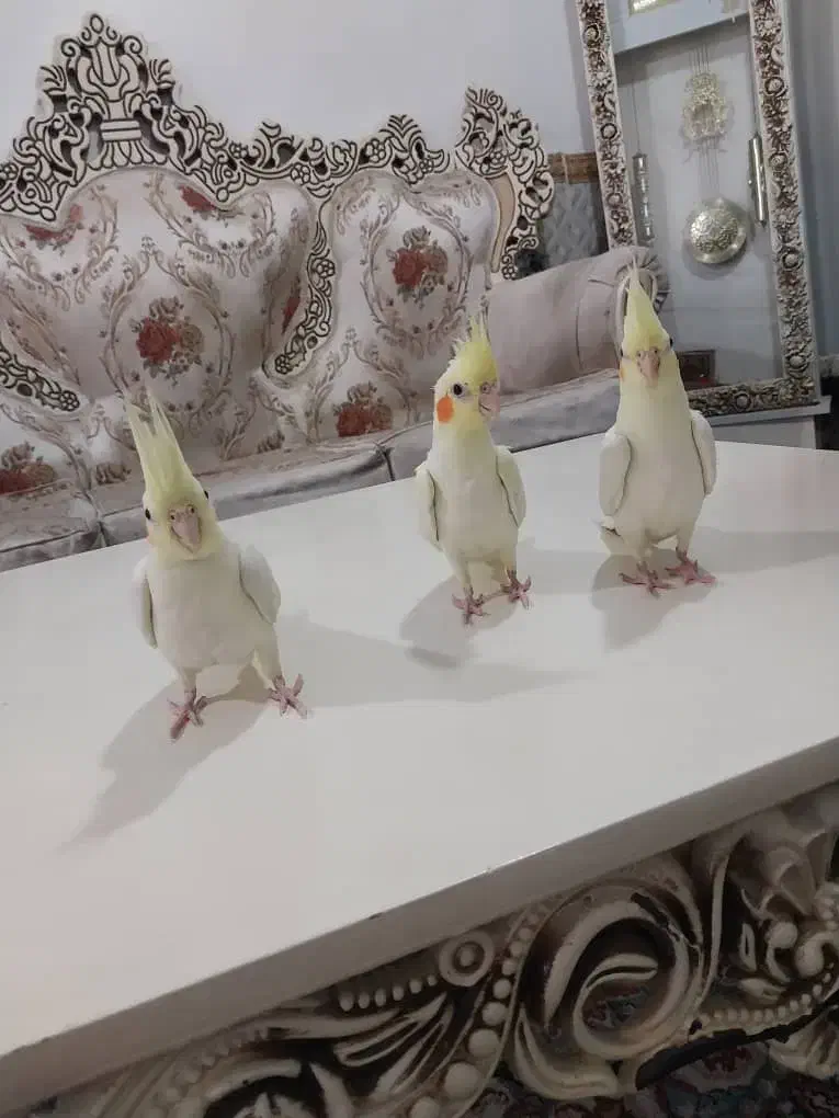 عروس هلندی لوتیتو چشم شرابی|پرنده|شهریار, شهرک بهاران (ویره)|دیوار