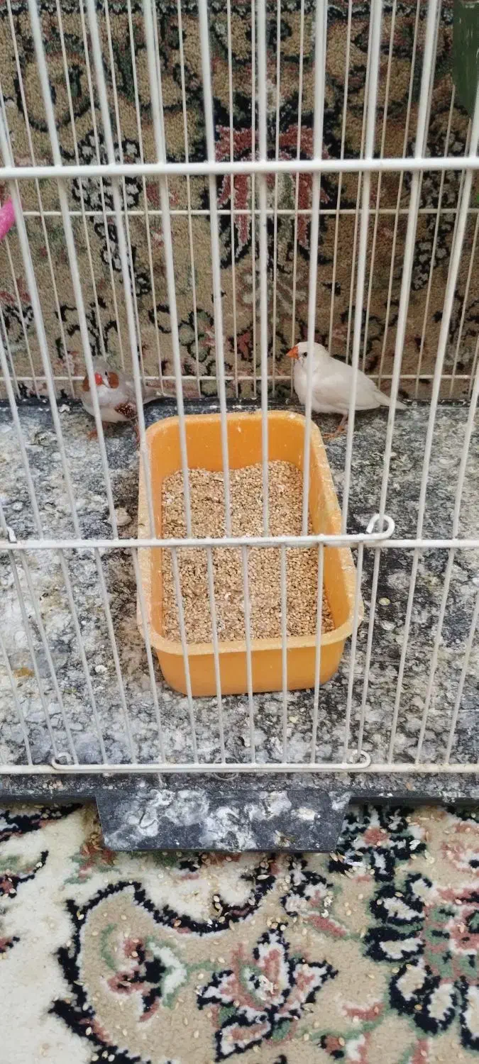 فنچ|پرنده|تربت جام, معدآباد|دیوار