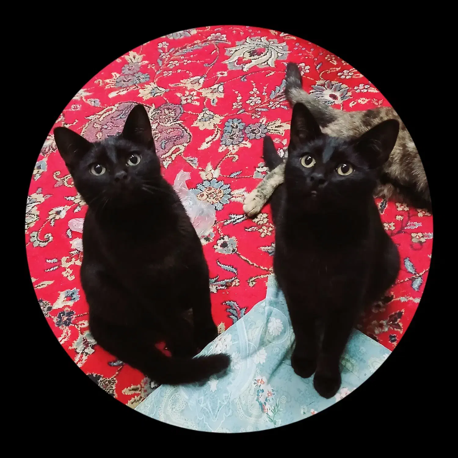 سلام بچه گربه ها و گربه ها رایگان واگذار میشه|گربه|رشت, حمیدیان|دیوار