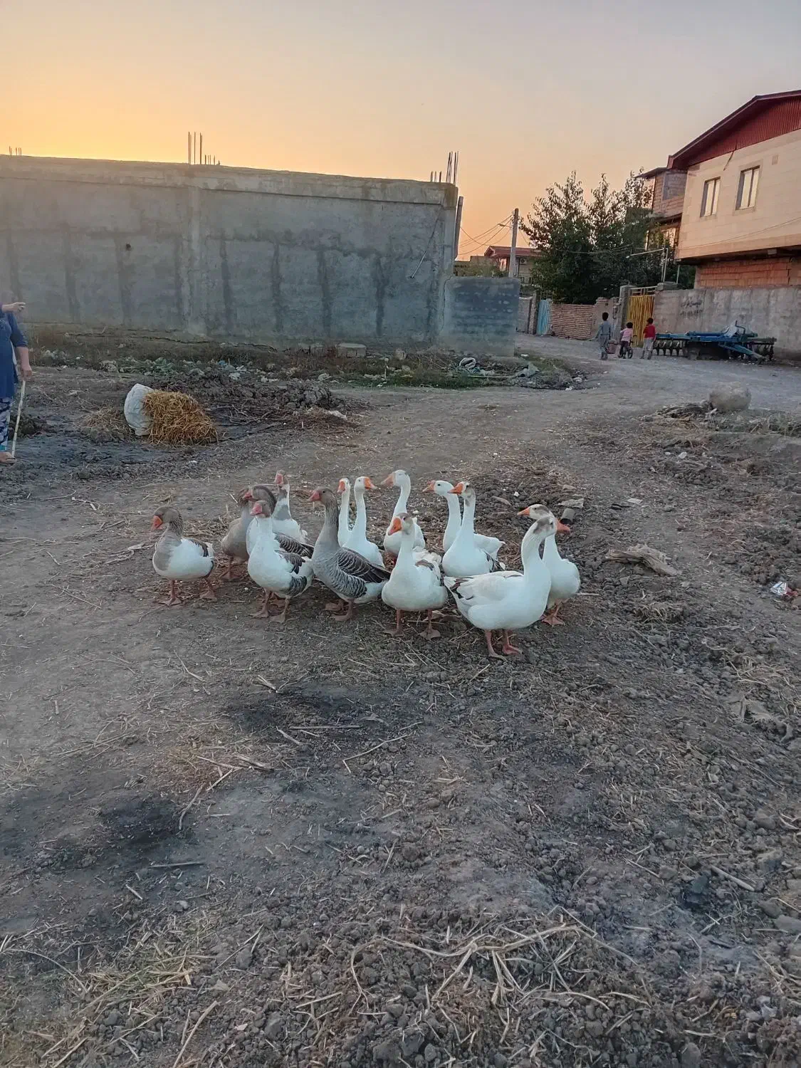 تخم غاز|حیوانات مزرعه|مزرعه کتول, |دیوار