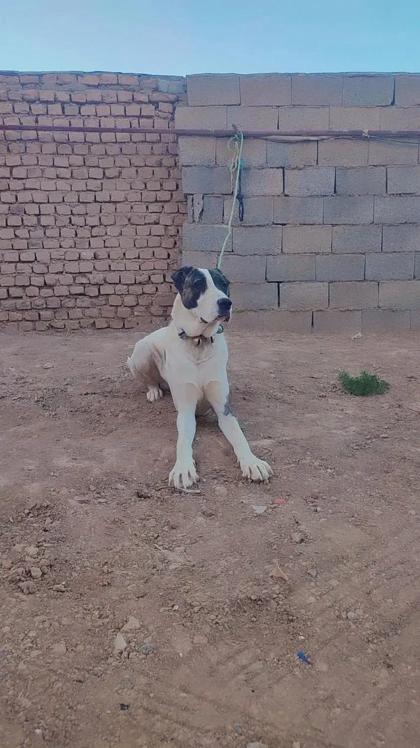 سگ سرابی|سگ|فریمان, |دیوار