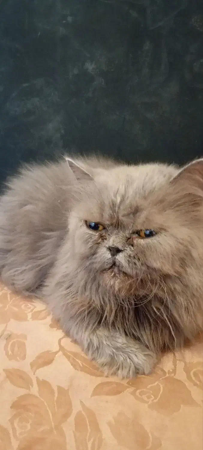 گربه پرشین|گربه|قم, کلهری|دیوار