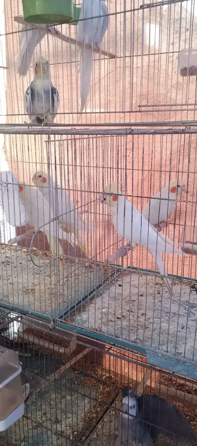 فروش با معاوضه،اب پخش هستم|پرنده|آبپخش, |دیوار