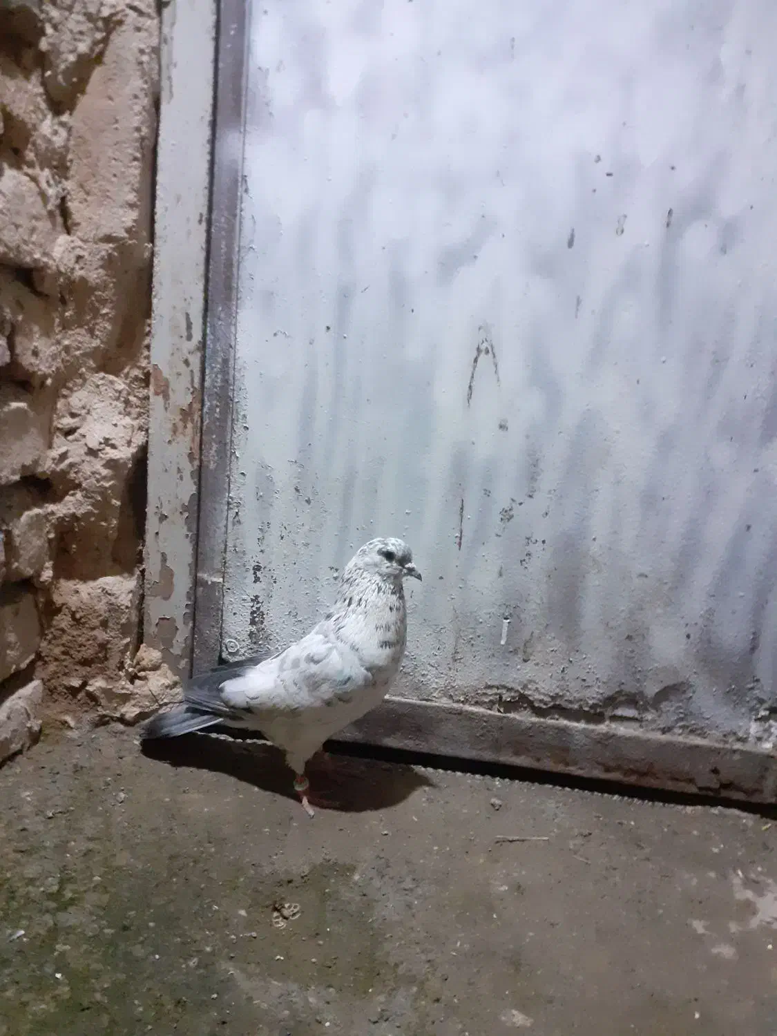 ۵۰۰|پرنده|کرمانشاه, |دیوار