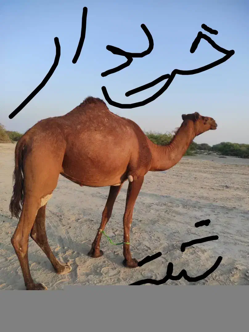 انواع شتر نقد|حیوانات مزرعه|بندرعباس, |دیوار