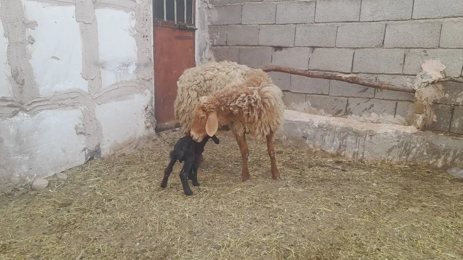 میش..|حیوانات مزرعه|فردوس (خراسان), |دیوار