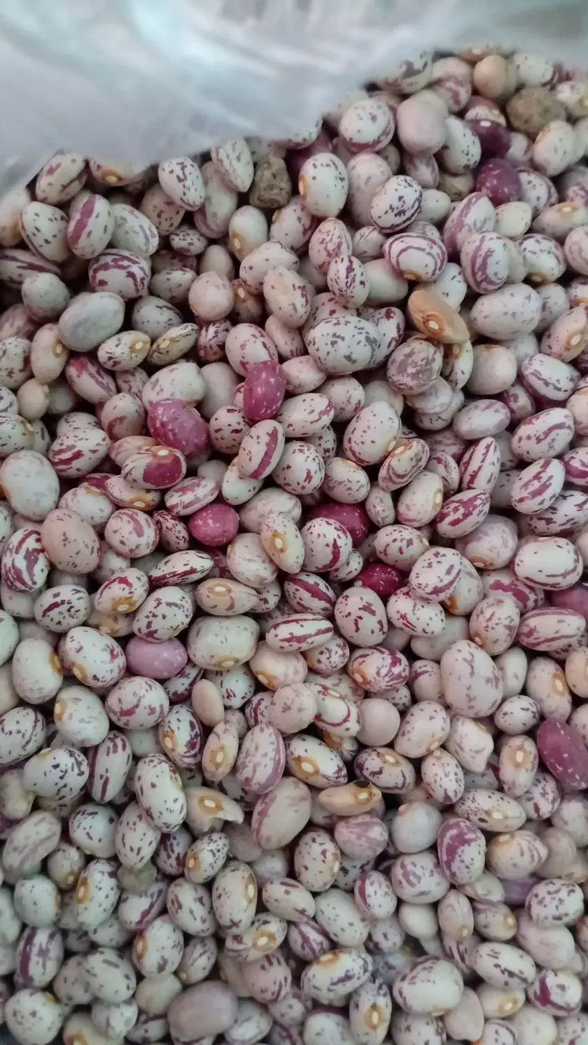 لوبیاچیتی|خوردنی و آشامیدنی|قیدار, |دیوار