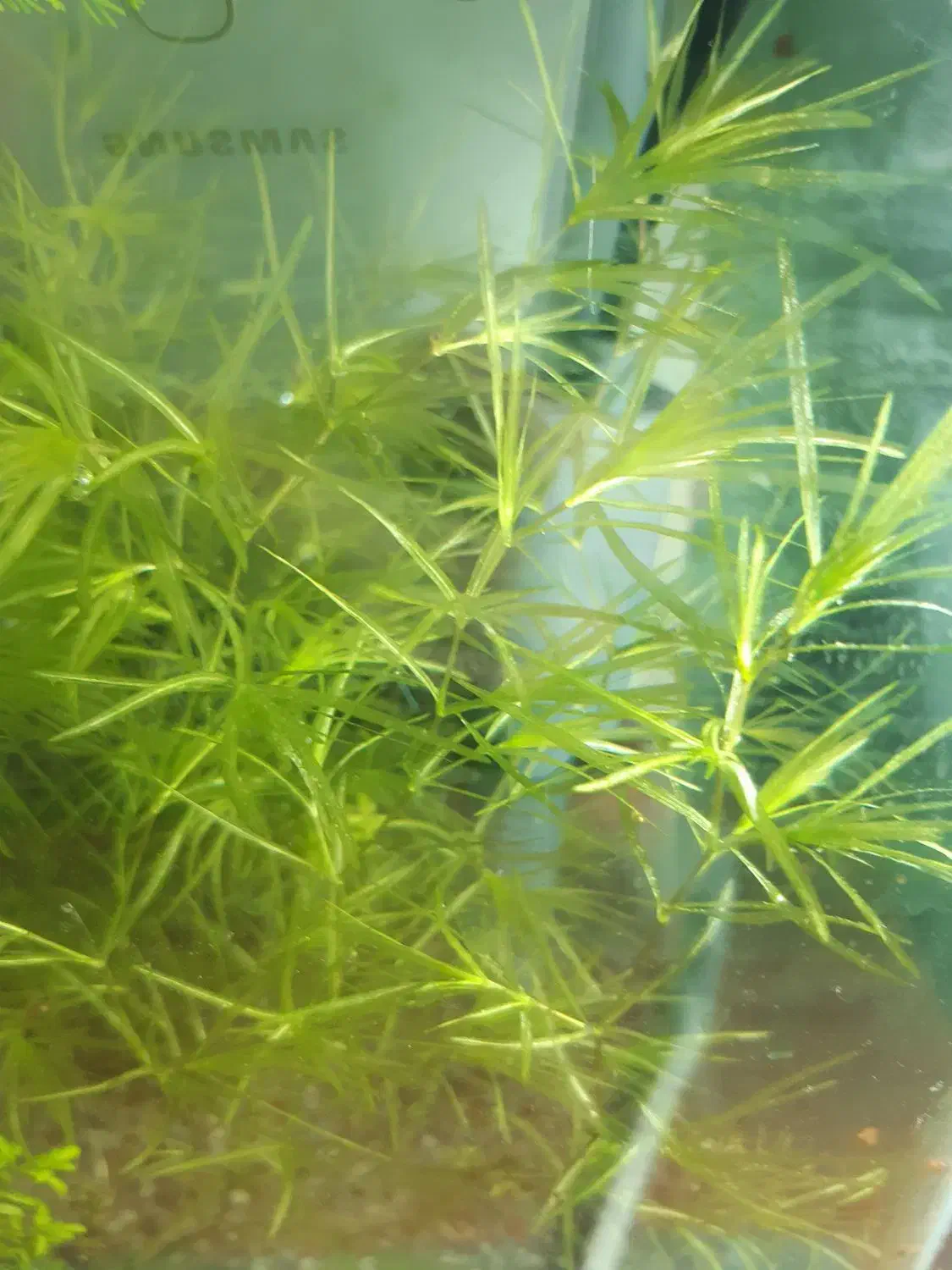 ماهی فایتر / بتا پلاکت ماده و گیاه|ماهی|بناب, |دیوار