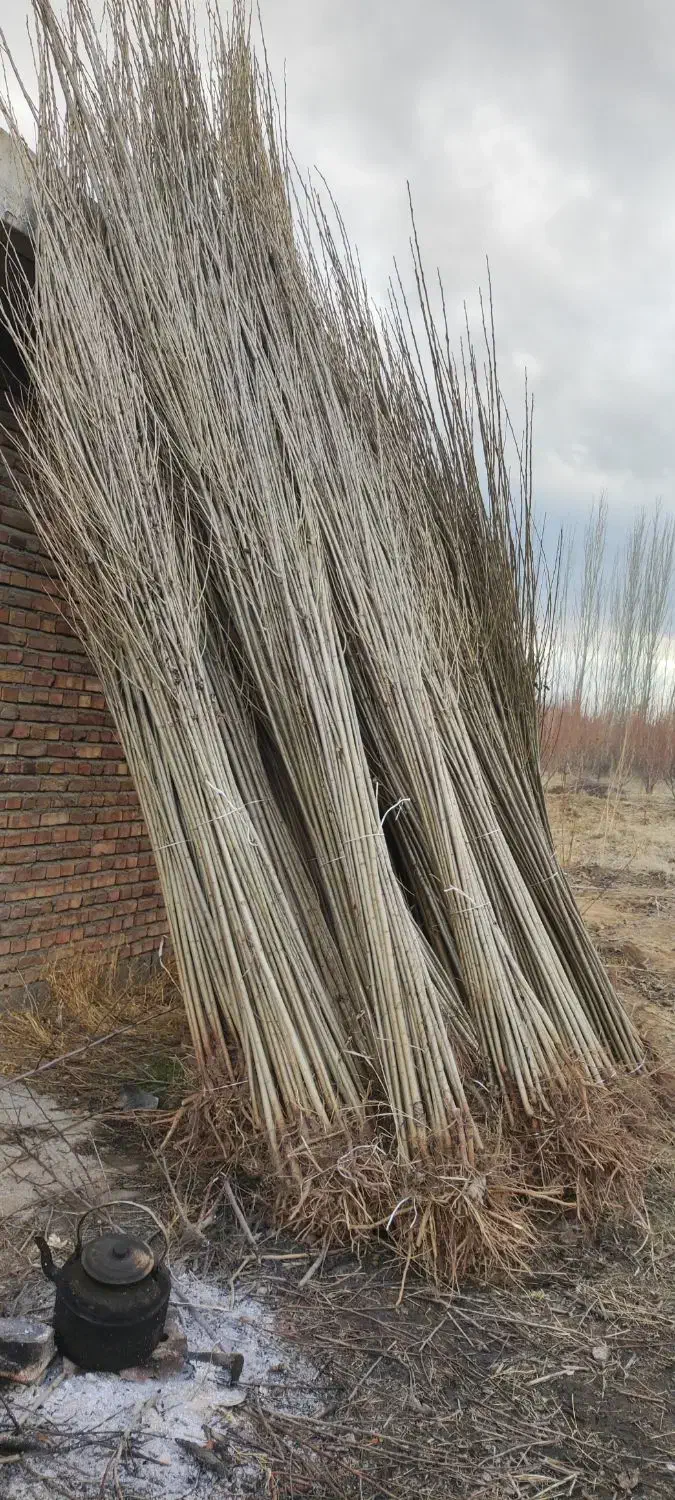 نهال صنوبر استاندارد نهالستانی آماده ارسال|خدمات باغبانی و درختکاری|آمل, |دیوار